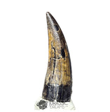 20239 - Nicely Preserved Large Suchomimus tenerensis Dinosaur Tooth