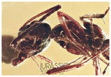 J35 - SUPERB Ant Formicidae Fossil Inclusion Genuine BALTIC AMBER + HQ Picture