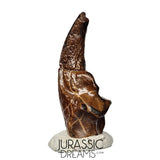 J106 - Top Rare Killer Alvarezsaurid Theropod Dinosaur Manus Claw - Lower Cretaceous Elrhaz Fm