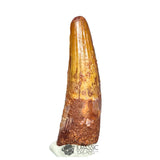 20211 - Nicely Preserved Large Spinosaurus aegyptiacus Dinosaur Tooth IN CATAWIKI AUCTION NOW
