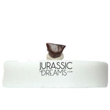 J435- Lovely Tiny Thescelosaurus sp Ornithischian Dinosaur Tooth - Late Cretaceous - Lance Fm