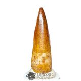 20117 - Gem Grade Spinosaurus aegyptiacus Dinosaur Tooth - Cretaceous KemKem Beds