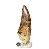 20047- Nicely Preserved Afrovenator abakensis Megalosaurid Dinosaur Tooth Jurassic Tiouraren Fm IN CATAWIKI AUCTION NOW