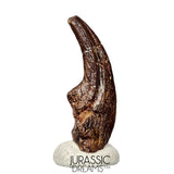 J108 - Top Rare Killer Alvarezsaurid Theropod Dinosaur Manus Claw - Lower Cretaceous Elrhaz Fm