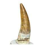 S43 - Finest Quality Large Suchomimus tenerensis Spinosaurid Dinosaur Tooth