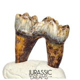 S240 - Gem Grade Ice Age Cave Bear (Ursus spelaeus) Lower Dentary Molar Tooth (M1)