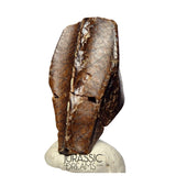 J490 - Large Edmontosaurus Hadrosaurid "duck-billed" Ornithopod Dinosaur Tooth - Lance Creek Fm