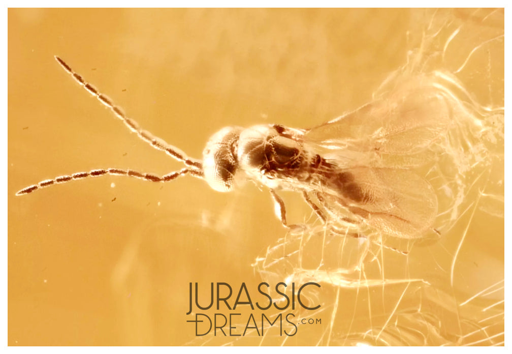 J20 - Nice PARASITIC WASP Apocrita Fossil Inclusion Genuine BALTIC AMBER + HQ Picture