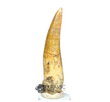20028 - Nicely Preserved Large Suchomimus tenerensis Dinosaur Tooth IN CATAWIKI AUCTION NOW