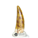 20183 - Gem Grade Suchomimus tenerensis Dinosaur Tooth - Cretaceous Elrhaz Fm IN CATAWIKI AUCTION NOW