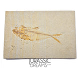 S271 - Nicely Preserved "Diplomystus dentatus" Fossil Fishs - Eocene Age from USA