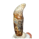 S238 - Gem Grade Huge Ice Age Cave Bear (Ursus spelaeus) Pre-Canine Tooth