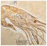 S378 - Nicely Preserved Large Fossil Shrimp "Carpopenaeus sp" - Cretaceous from Lebanon