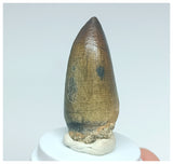 Gem Grade Sarcosuchus imperator Crocodile Tooth - Lower Cretaceous Elrhaz Fm