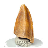 S142 - Top Rare Majungasaurus crenatissimus Abelisaurid Dinosaur PREMAXILLARY Tooth