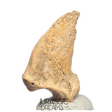 S232 - Amazing Huge Ice Age Cave Bear (Ursus spelaeus) Claw - Upper Pleistocene