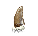 S87 - Finest Quality Dromaeosaurid Raptor Theropod Dinosaur Tooth - Judith River Fm
