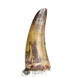 20257 - Nicely Preserved Suchomimus tenerensis Dinosaur Tooth IN CATAWIKI AUCTION NOW
