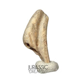 J118 - Top Rare Ornithocheirid Pterosaur Claw - Lower Cretaceous Elrhaz Fm