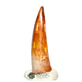 20119 - Gem Grade Spinosaurus aegyptiacus Dinosaur Tooth - Cretaceous KemKem Beds IN CATAWIKI AUCTION NOW