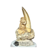 20143 - Nicely Preserved Suchomimus tenerensis Dinosaur Tooth in Natural Matrix IN CATAWIKI AUCTION NOW
