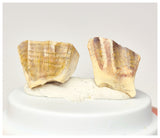 1569 - Set of 2 Rare Ouranosaurus Basal Hadrosaurid Dinosaur Teeth Cretaceous Elrhaz Fm