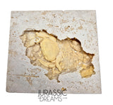 J183 - Huge Fossil Crab (Potamon) Preserved in Travertine - Turkey Location