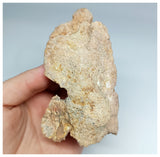 1179 - Museum Grade  Undescribed Pseudosuchia "Dog-faced Crocodile" Left Maxillary