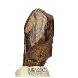 J490 - Large Edmontosaurus Hadrosaurid "duck-billed" Ornithopod Dinosaur Tooth - Lance Creek Fm