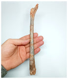 1140 - Museum Grade Unidentified Pterosaur Femur Bone Cretaceous KemKem