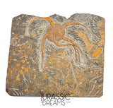 S269 - Huge Nicely Preserved Ordovician Aged Brittle Star (Ophiura sp)