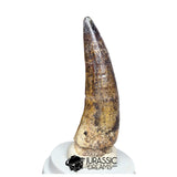 20525- Nicely Preserved Large Suchomimus tenerensis Dinosaur Tooth