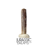 S373 - Top Rare Nigersaurus taqueti Rebbachisaurid Sauropod Dinosaur Tooth