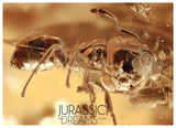 J39 - ANT Formicidae Fossil Inclusion Genuine BALTIC AMBER + HQ Picture