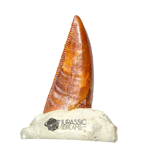 20136 - Gem Grade Abelisaurid Dinosaur Tooth - Cretaceous KemKem Beds IN CATAWIKI UCTION NOW