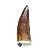 20506- Nicely Preserved Suchomimus tenerensis Dinosaur Tooth