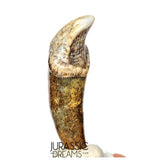 S397 - Nicely Preserved Huge Ice Age Cave Bear (Ursus spelaeus) Pre-Canine Tooth