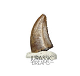S91 - Nicely Preserved Dromaeosaurid Raptor Theropod Dinosaur Tooth - Judith River Fm