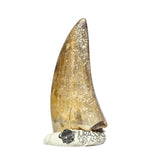20046- Nicely Preserved Afrovenator abakensis Megalosaurid Dinosaur Tooth Jurassic Tiouraren Fm