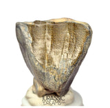 S504 - Top Huge Ouranosaurus nigeriensis Basal Hadrosaurid Dinosaur Tooth - Cretaceous Elrhaz Fm