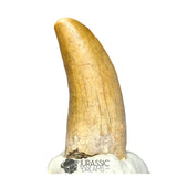 20276- Nicely Preserved Afrovenator abakensis Megalosaurid Dinosaur Tooth Jurassic Tiouraren Fm IN CATAWIKI AUCTION NOW