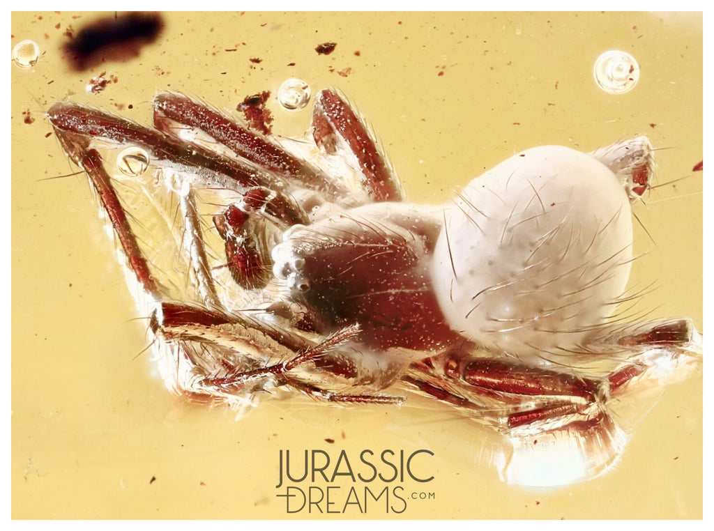 J22 - Great Looking SPIDER Araneae Fossil Inclusion Genuine BALTIC AMBER + HQ Picture