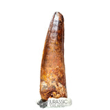 20176 - Nicely Preserved Spinosaurus aegyptiacus Dinosaur Tooth