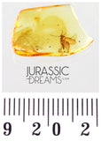 J25 - PHORESY Parasitism MITE & FUNGUS GNAT Fossil Inclusion Genuine BALTIC AMBER + HQ Picture