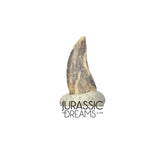 S417 - Top Rare Acheroraptor temertyorum (Dromaeosaurid Raptor Theropod) Dinosaur Tooth - Lance Creek Fm