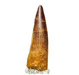 S191 - Nicely Preserved Spinosaurus aegyptiacus Dinosaur Tooth