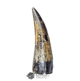 20239 - Nicely Preserved Large Suchomimus tenerensis Dinosaur Tooth