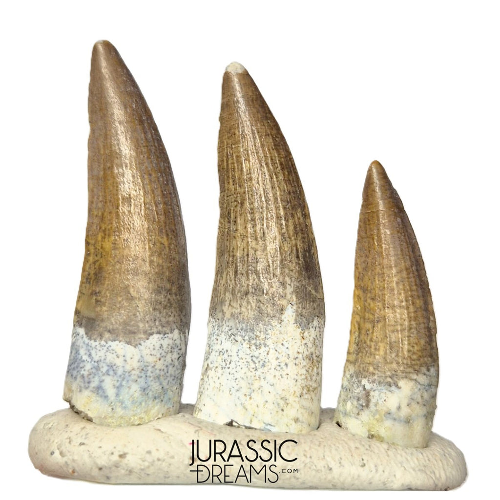 S261 - Set of 3 Juvenile Suchomimus tenerensis Spinosaurid Dinosaur Teeth - Finest Quality