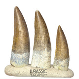 S261 - Set of 3 Juvenile Suchomimus tenerensis Spinosaurid Dinosaur Teeth - Finest Quality