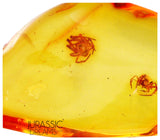 J17 - 2 SPIDERS Araneae Fossil Inclusion Genuine BALTIC AMBER + HQ Picture